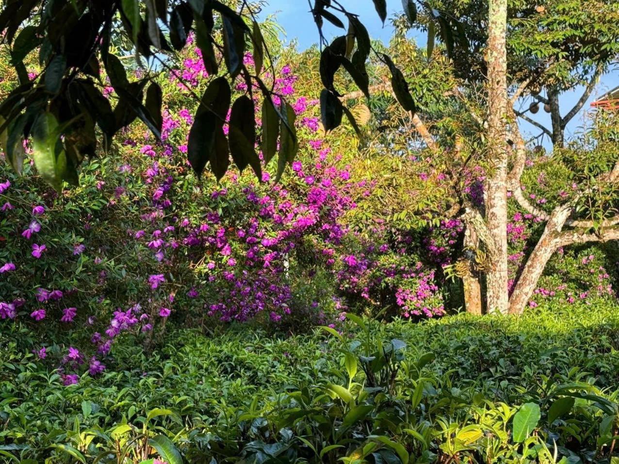バオロク Tea Garden Houseヴィラ エクステリア 写真