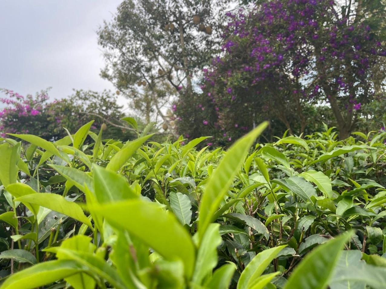 バオロク Tea Garden Houseヴィラ エクステリア 写真
