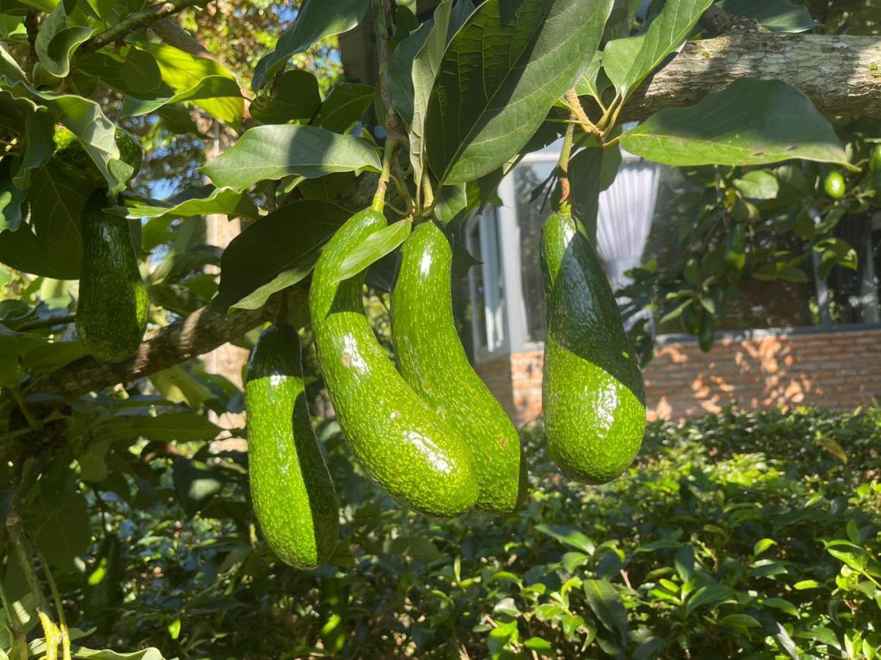 バオロク Tea Garden Houseヴィラ エクステリア 写真